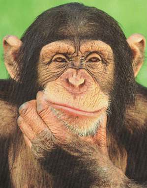 لعبة : صورة ... وإستجابة ^__^ - صفحة 4 Chimpanzee